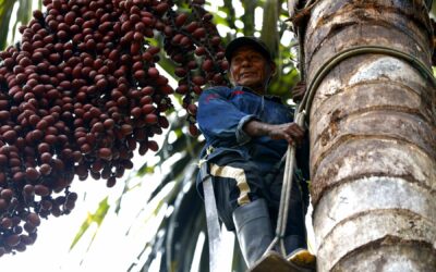 Conservar los bosques en pie como promesa de desarrollo sostenible para la Amazonía