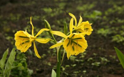 La Flor de Amancay, símbolo de Lima, está en riesgo de extinción