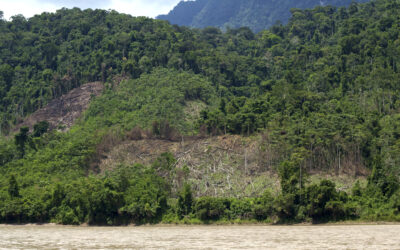 Deforestación y comunidades indígenas: cuando la Amazonía pierde su voz